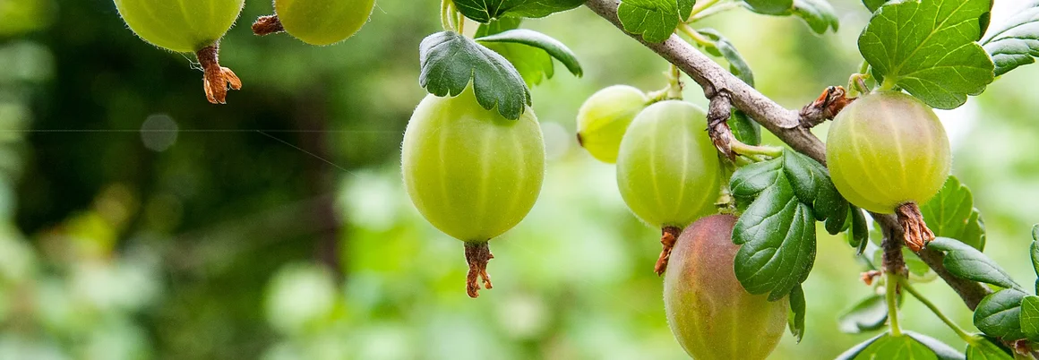Grüne Stachelbeeren an einem Strauch